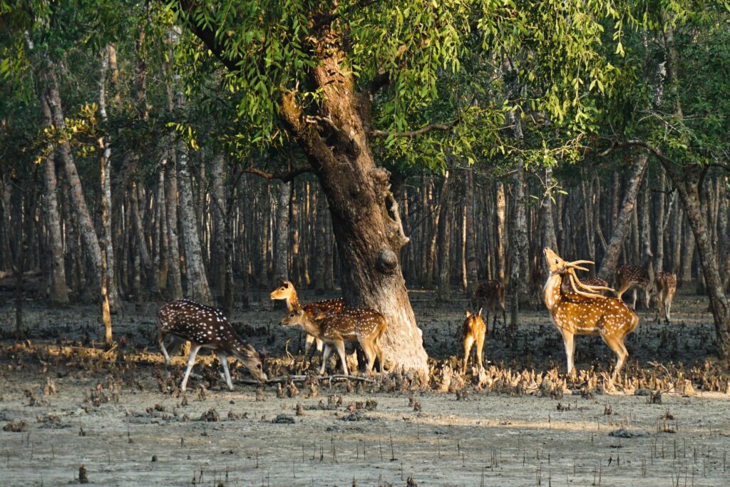 Sundarbans