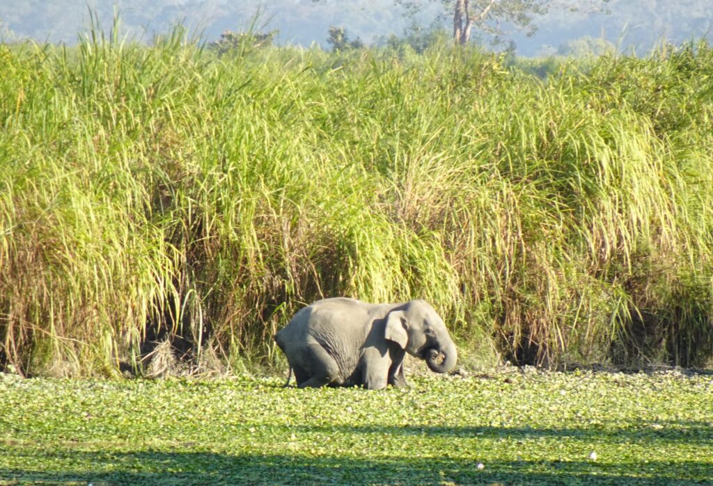 Kaziranga National Park (Assam)