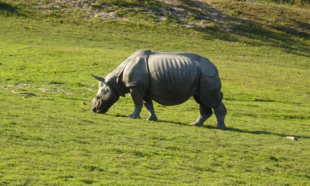 Kaziranga National Park (Assam)