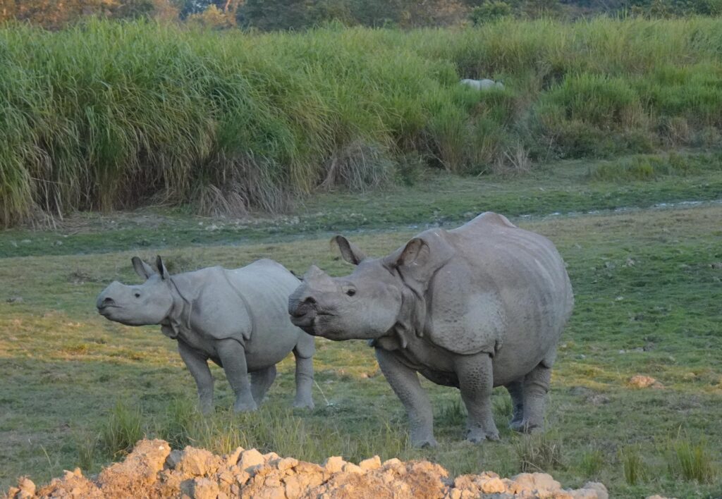 Kaziranga National Park (Assam)