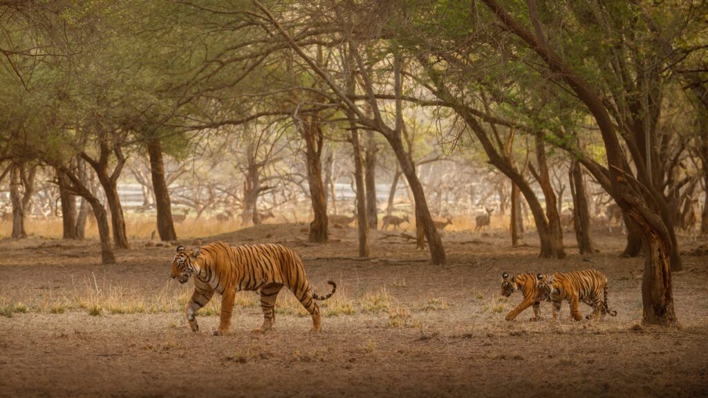 Sundarbans