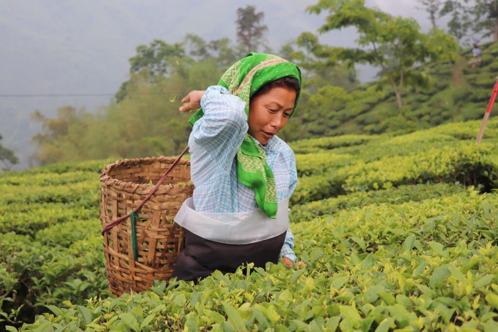 Darjeeling (West Bengal)