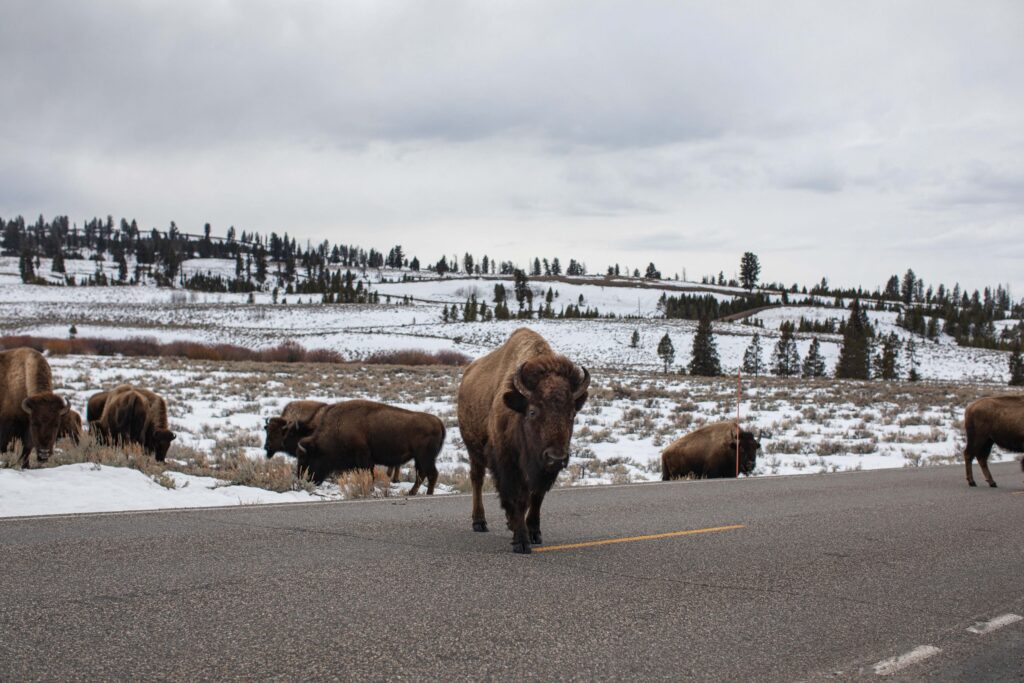 Yellowstone National Park